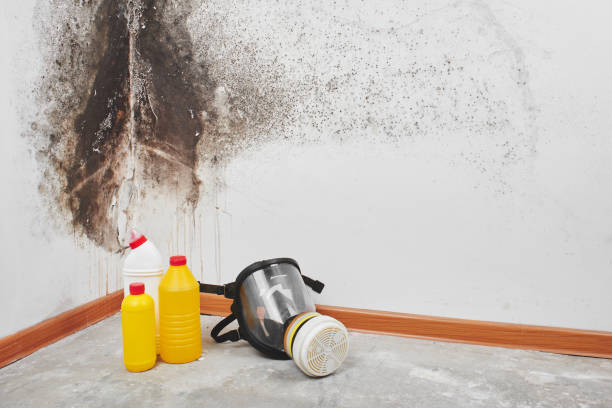 Best Health and Safety Mold Remediation in Hrison, AR