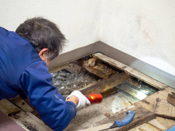 Best Crawl Space Mold Remediation in Hrison, AR