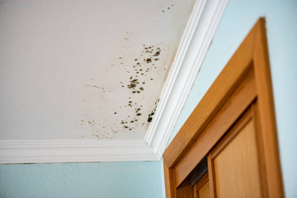 Best Preventive Mold Services in Hrison, AR