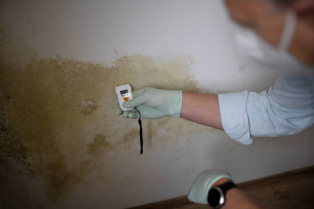 Reliable Harrison, AR Mold Remediation Solutions