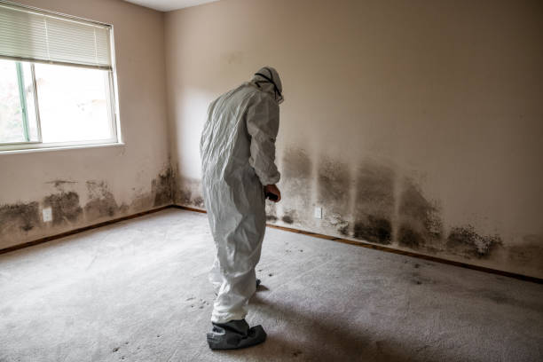 Best Kitchen Mold Remediation in Hrison, AR
