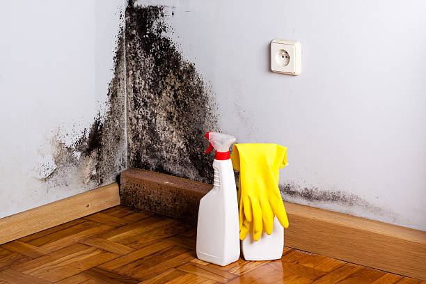 Best Mold Remediation for Schools in Hrison, AR